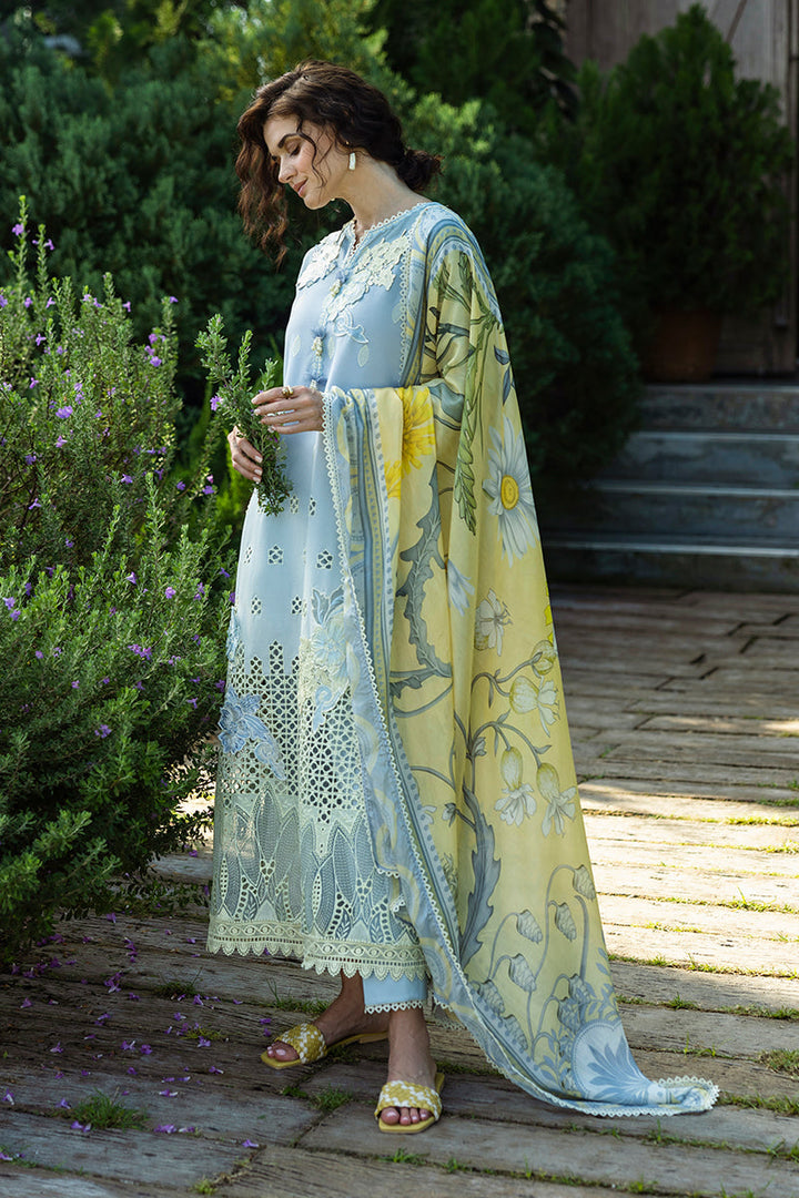 Solace Ombre Chikankari